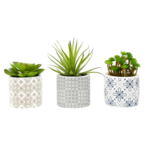 Set of 3 Succulents