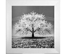   White Cherry Tree Framed Wall Art 75x75cm   